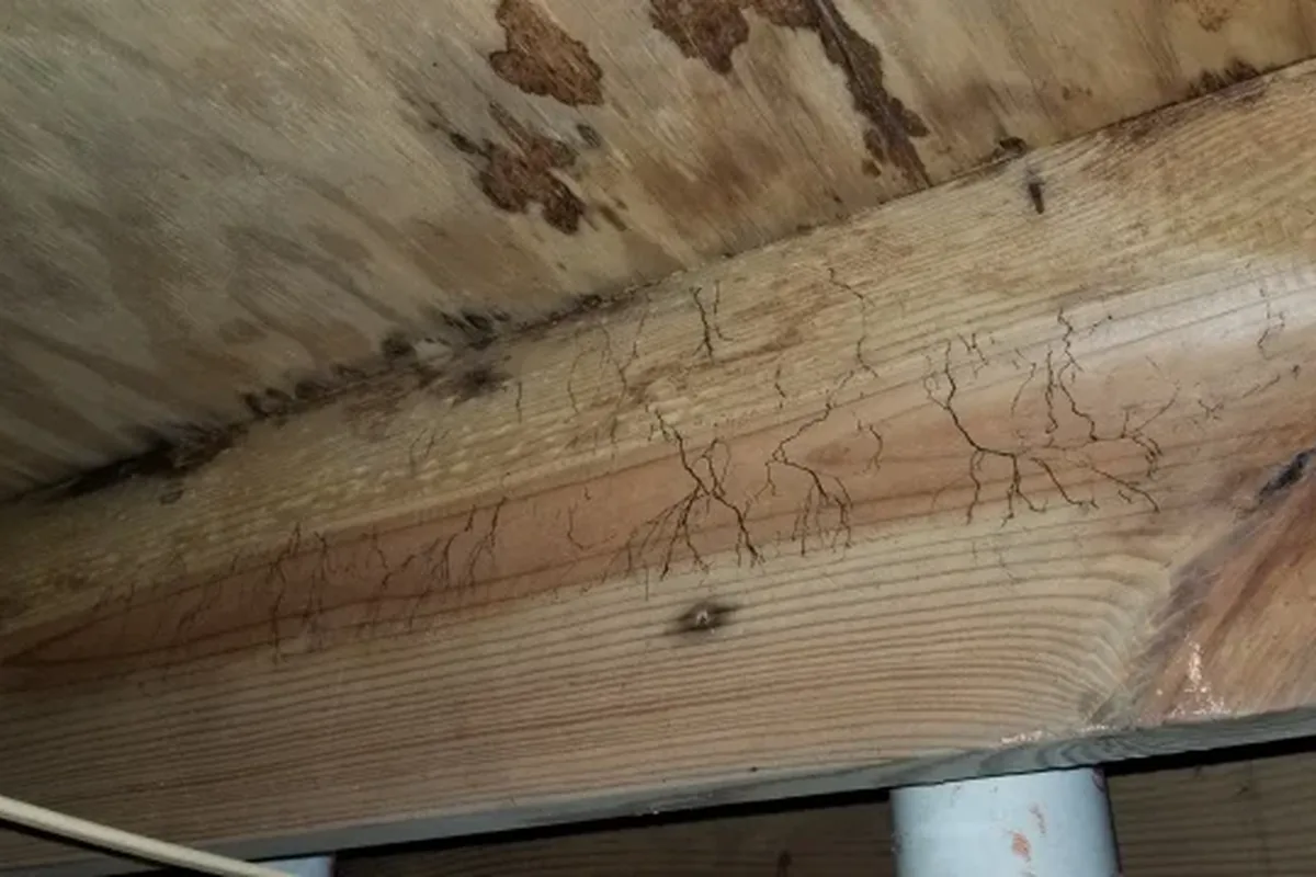 Crawl Space Mold in NC: When to Remediate and What Comes Next